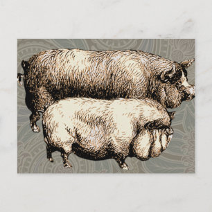 Schweinefarm Land Antike Illustration Kunst, Dicht Postkarte