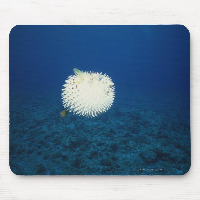 Schweinefisch Mousepad (Vorne)