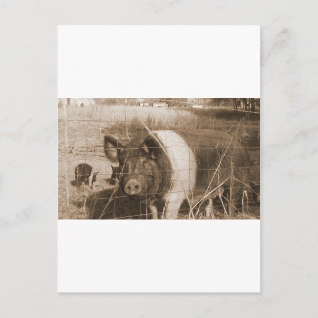 Schweinefleisch der 60er Jahre Postkarte (Vorderseite)