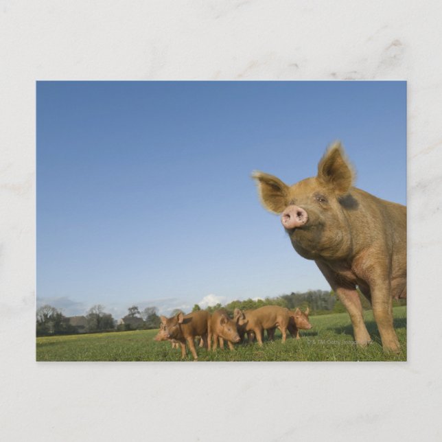 Schweinefleisch Postkarte (Vorderseite)