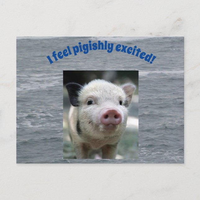 Schweinekarte Postkarte (Vorderseite)