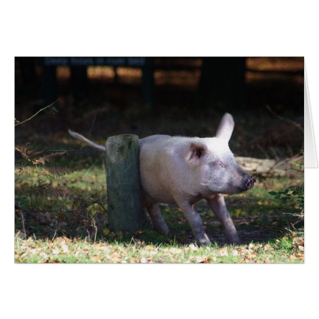 Schweinekratzkarte (Vorderseite (Horizontal))