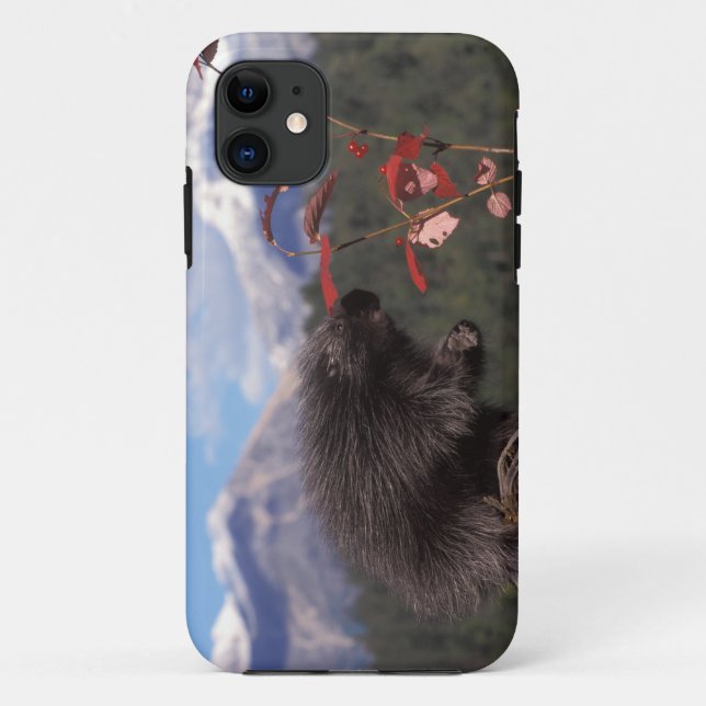 Schweinekuppine, fütternd auf Stachelbeere Case-Mate iPhone Hülle (Rückseite)