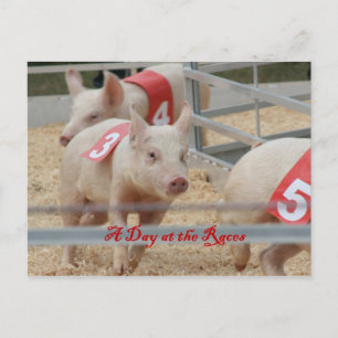 Schweinerennen, Schweinegennen-Foto, rosa Schwein Postkarte