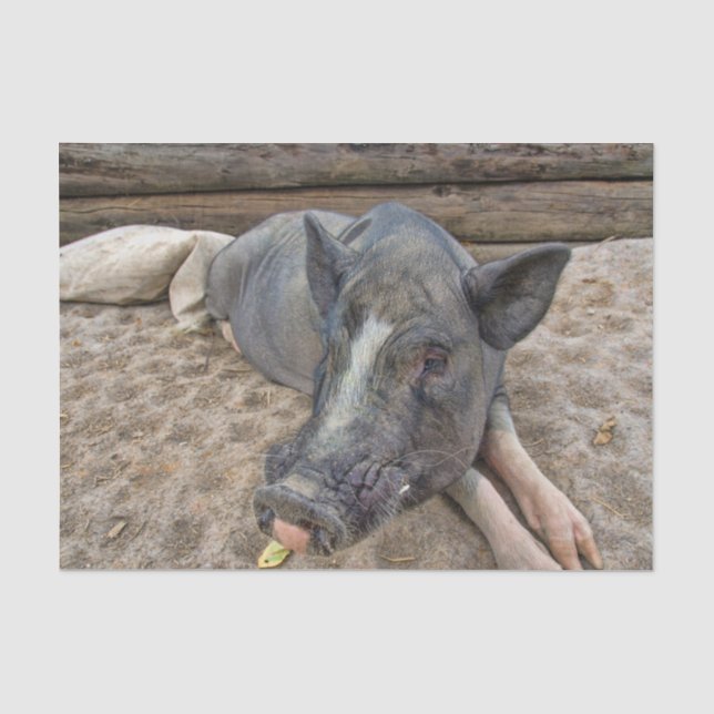 Schweinezuchtbetrieb Seidenpapier (Vorderseite)
