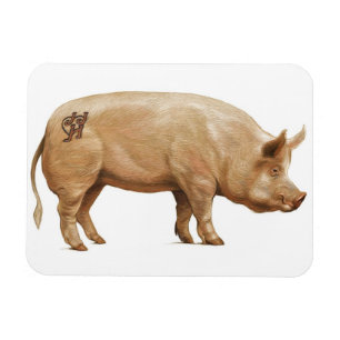 Schweinmagnet Magnet