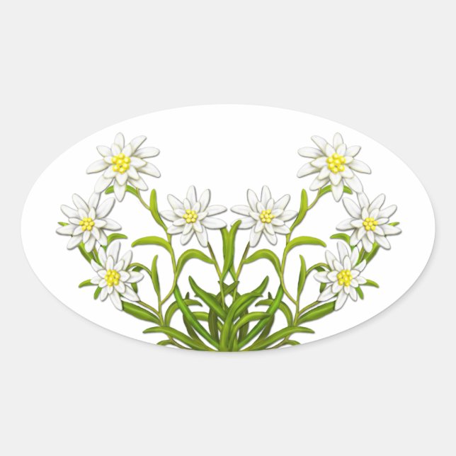 Schweizer Edelweiss-Blume-Aufkleber Ovaler Aufkleber (Vorderseite)