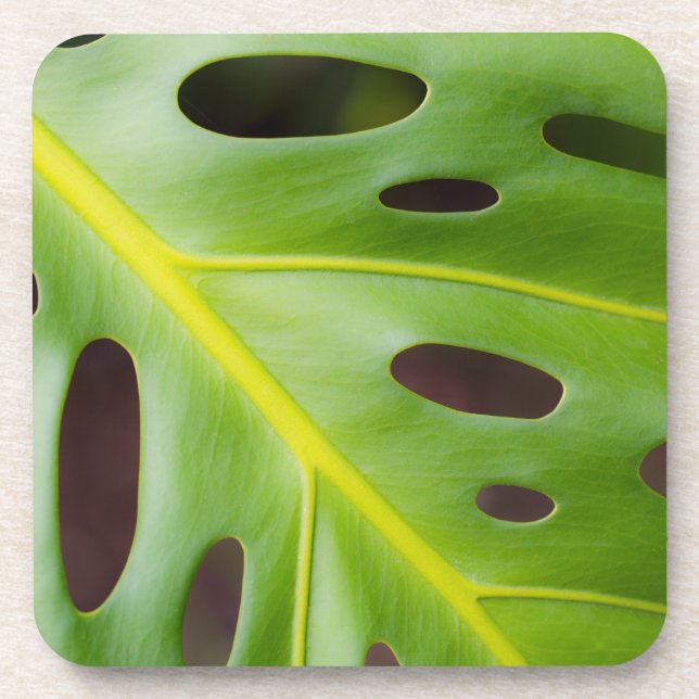 Schweizer Käse-Pflanzen-PlastikUntersetzer (Set Getränkeuntersetzer (Vorderseite)