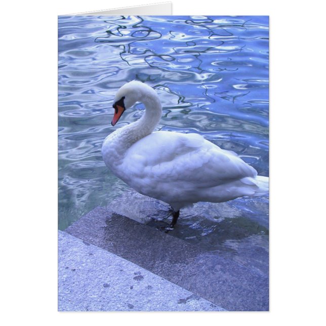 Schweizer Swan (Vorne)