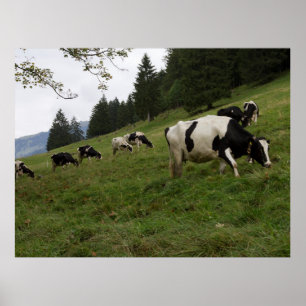Schweizerisches Kuhposter Poster