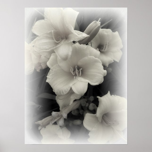 SCHWELLENDAFFODILS POSTER (Vorne)