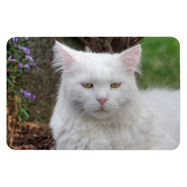 Schweres Weiße Katze Magnet (Horizontal)