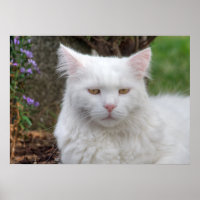 Schweres Weiße Katze
