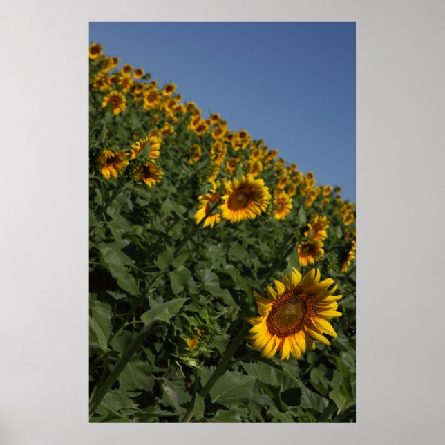 Schwerkraft Poster (Vorne)