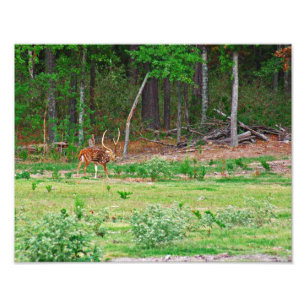 Schwerpunkt Hirsch Foto