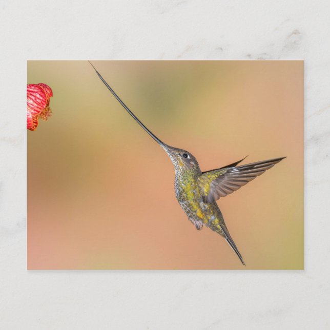 Schwertbilliger Hummingvogel im Flug Postkarte (Vorderseite)