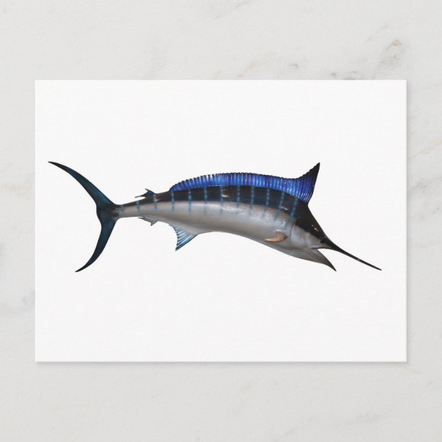 Schwertfisch Postkarte (Vorderseite)