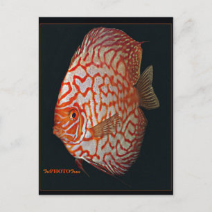 Schwertfisch Postkarte