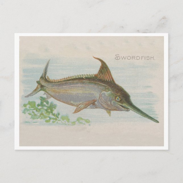 Schwertfisch Vintage Lustration Postkarte (Vorderseite)