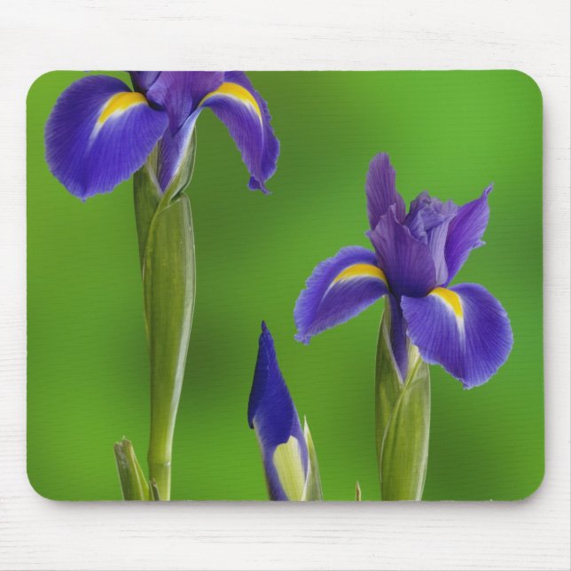 Schwertlilien-Blumen Mousepad (Vorne)