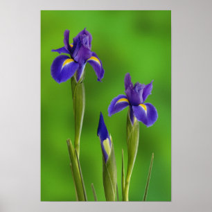 Schwertlilien-Blumen Poster