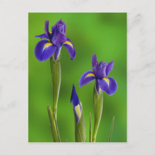Schwertlilien-Blumen Postkarte