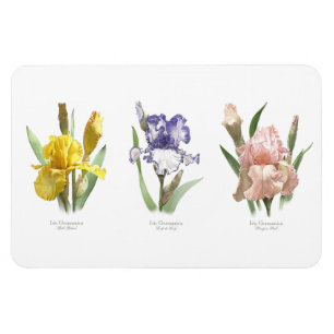 Schwertlilien-Garten Magnet