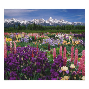 Schwertlilien- und Lupinengarten und Teton Range, Fotodruck