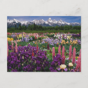 Schwertlilien- und Lupinengarten und Teton Range, Postkarte
