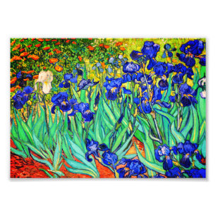 Schwertlilien von Vincent Van Gogh Fotodruck