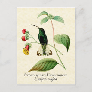 Schwertschnabelkolibri Vintage-Kunst Postkarte