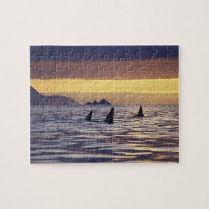 Schwertwal oder Mörderwal Puzzle