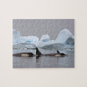 Schwertwale (Orcas), Orcinus orca, Gruppe Puzzle