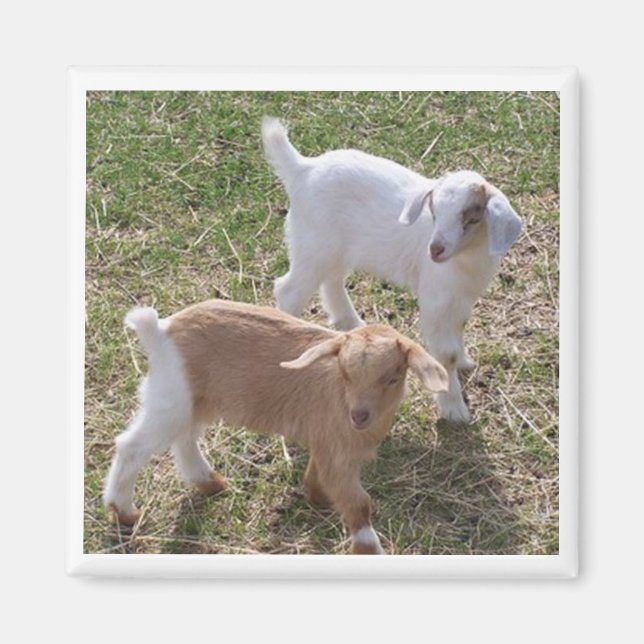 Schwesterziegen Magnet (Vorne)