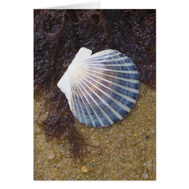 Schwimmbecken (Vorne)