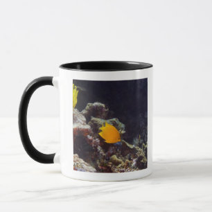 Schwimmen des Angelfish des Verkünders (Centropyg Tasse