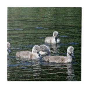 Schwimmen-Freunde Fliese