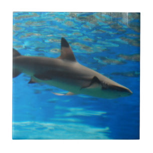 Schwimmen-Haifisch-Fliese Fliese