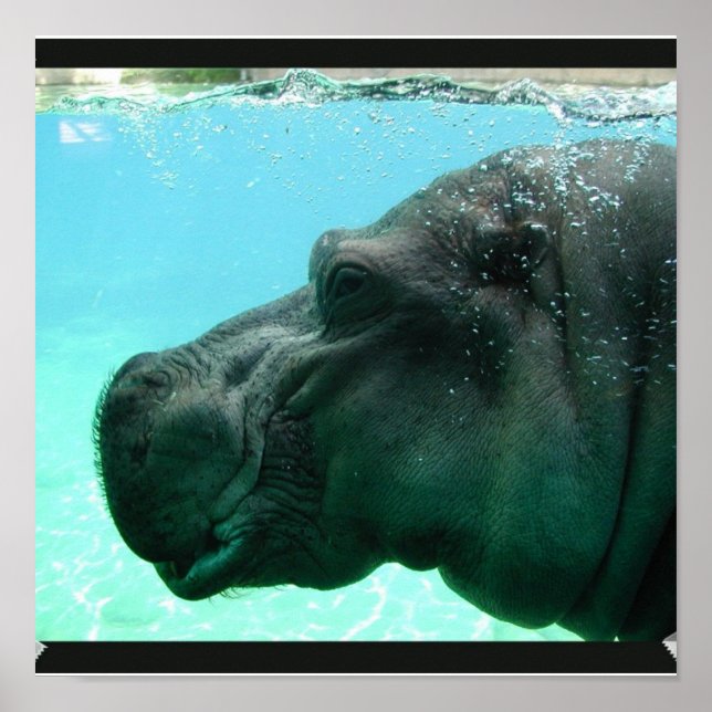 Schwimmen Hippo Poster (Vorne)