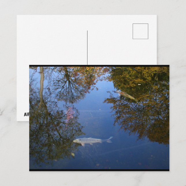Schwimmen im Himmel Postkarte (Vorne/Hinten)
