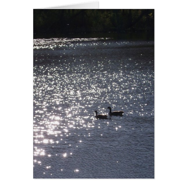 Schwimmen in das Licht (Vorne)