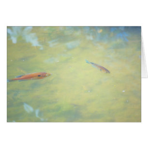 Schwimmen in der Sonne