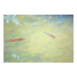 Schwimmen in der Sonne Fotodruck