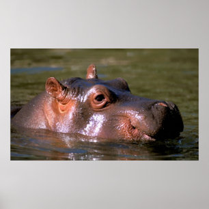 Schwimmen-Lektionenhippopotamus-Porträt Poster