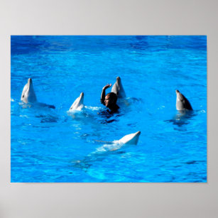 Schwimmen mit fünf Delphinen in Spanien Poster
