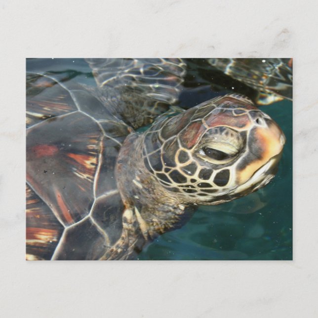 Schwimmen Schildkröte Postkarte (Vorderseite)