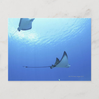 Schwimmen von Rays, Saipan, Nördliche Mariana-Inse Postkarte