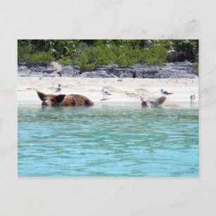 Schwimmen von Schweinen am Strand Postkarte