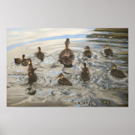 Schwimmende Enten Poster