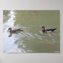 Schwimmende Enten Poster